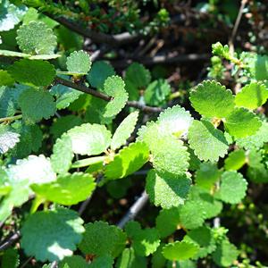 015-Rovaniemi, na polárním kruhu, Betula nana