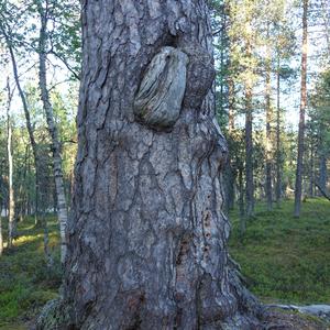 034-Saariselka, památná borovice