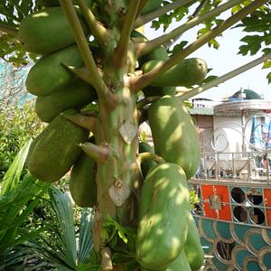 052. Chiang Saen, Carica papaya