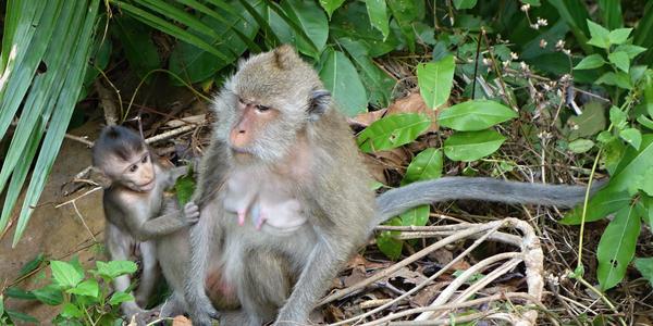 265. Ko Chang, výlet okolo ostrova