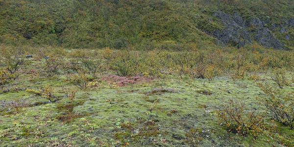 210924-Skaftafell vegetace 1