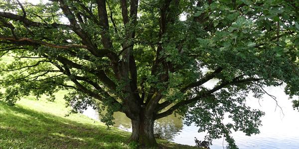 81 Oslo, Vigelandův park