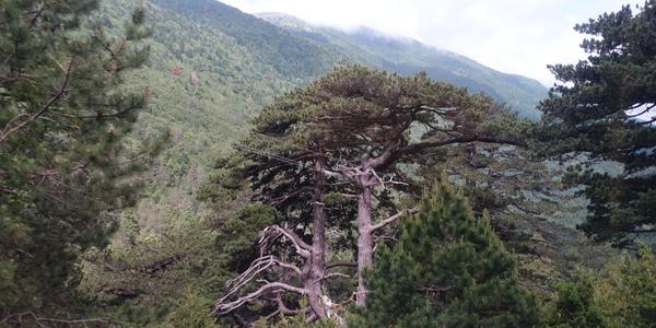 130 NP Llogara, stoupáme do sedla