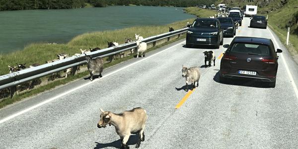 029-Byrkjelo, zpestření cesty