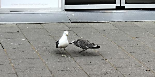 068-Trondheim, konečně jsem našel mámu