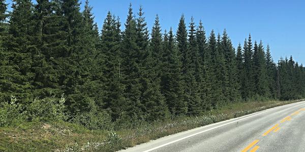 070-Snasa, severské smrky