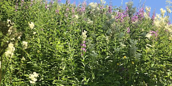 071-Laksforsen, tužebník jilmový a vrbka úzkolistá