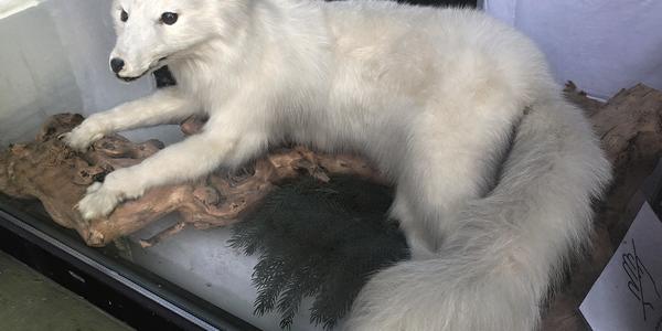 077-Polární liška v zimě