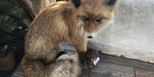 078-Polární liška v létě