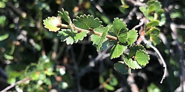 085-Betula nana, bříza trpasličí