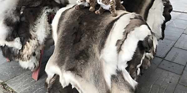 113-Svolvaer, sobí kůže