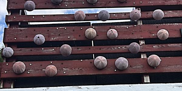 118-Henningsvaer, ježovky