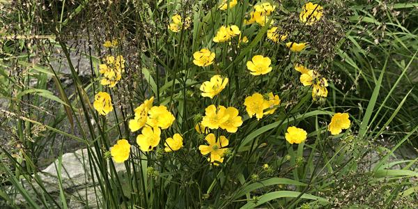 141-Flakstad, pryskyřník prudký