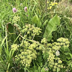 143-Flakstad, Angelica archangelica