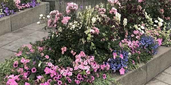 159-Bodo, záplava květin doslova všude