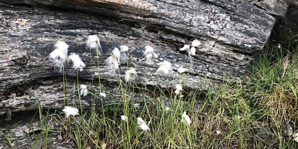 177-Svartisvatnet, suchopýr úzkolistý