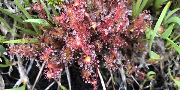 179-Svartisvatnet, rosnatka okrouhlolistá