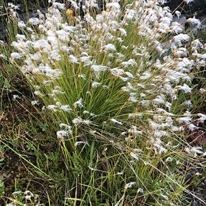 182-Svartisvatnet, suchopýrek trsnatý