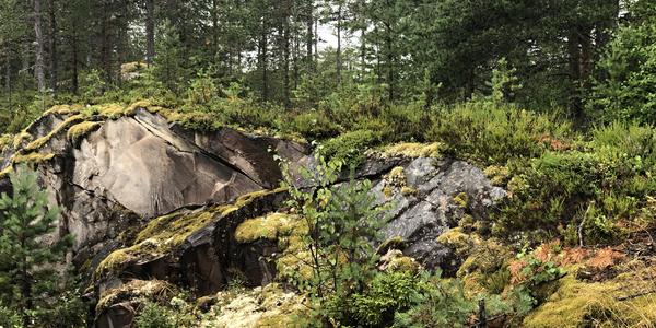 194-Snasavatnet, Bolareinen