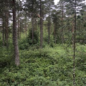 201-Snasavatnet, Bolareinen