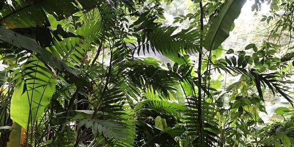 006-Misol Há, zbytky původní vegetace