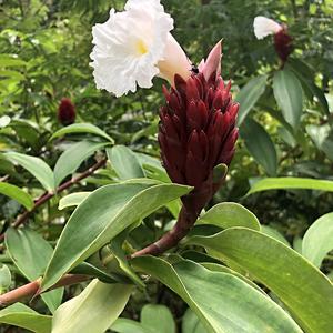 008-Zázvorovec v údolí Agua Azul