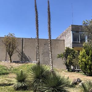 019-Teotihuacán, Idria columnaris