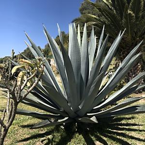 081-Cholula, vegetace