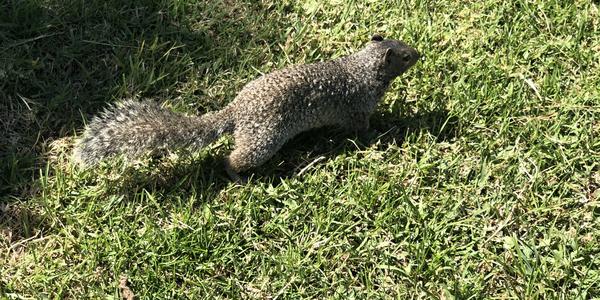 082-Cholula, zemní veverka