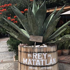 095-Zastávka ve výrobně mezcalu