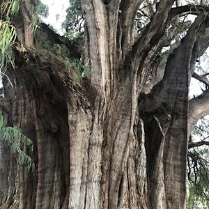 099-Arbol del Tule