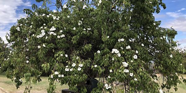 119-Oaxaca, casahuate