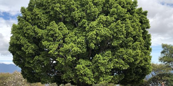 132-Monte Albán, Ficus benjamina