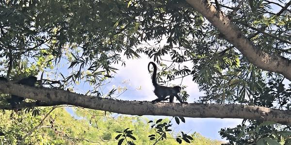 137-Chiapas, kaňon Sumidero