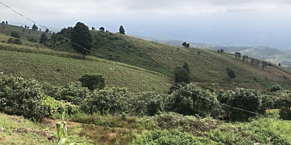 138-Chiapas, krajina zničená těžbou dřeva