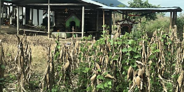 159-Území Zapatistů, kukuřice je sázena všude