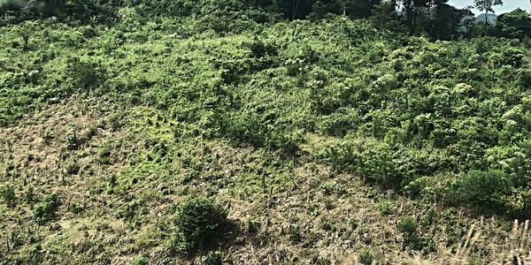 162-Území Zapatistů, druhotná vegetace na vyčerpaném poli