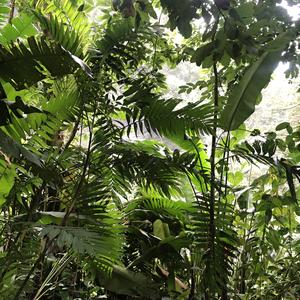 177-Misol Há, zbytky původní vegetace