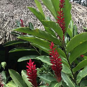 179-Misol Há, zázvorove