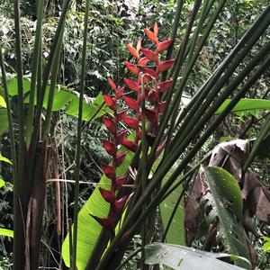 181-Misol Há, zbytky původní vegetace