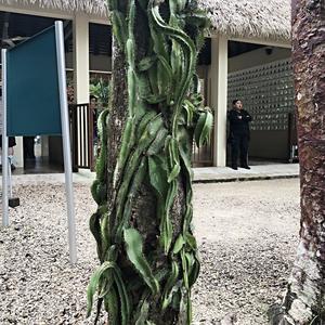 182-Palenque, vánoční kaktus u vstupu na lokalitu