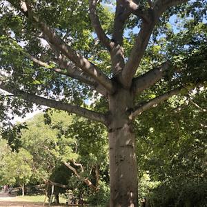 236-Uxmal, posvátná ceiba