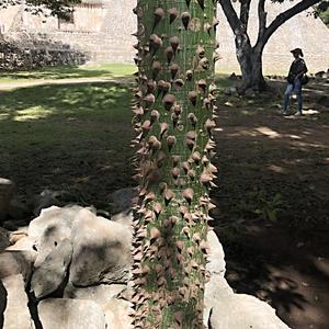 237-Uxmal, mladá ceiba se musí bránit