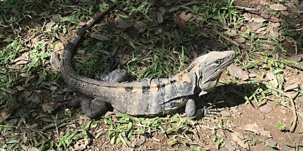 238-Uxmal,domov leguánů