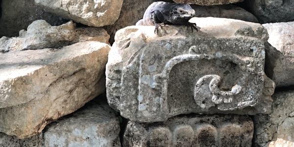 239-Uxmal,domov leguánů