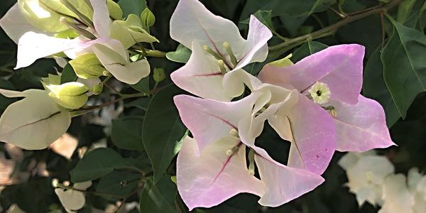 240-Yucatán, bouganvilea