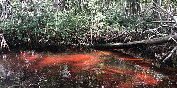 252-BR Celestún, jedině plavat nebo létat