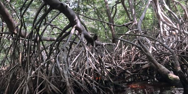 253-BR Celestún, jedině plavat nebo létat