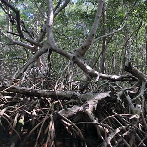 255-BR Celestún, jedině plavat nebo létat