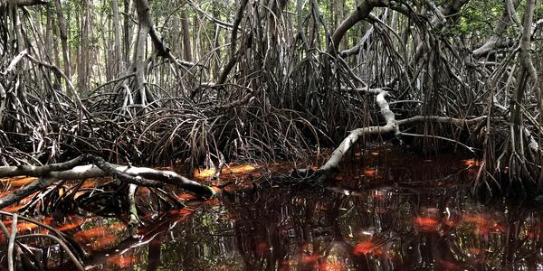 257-BR Celestún, jedině plavat nebo létat
